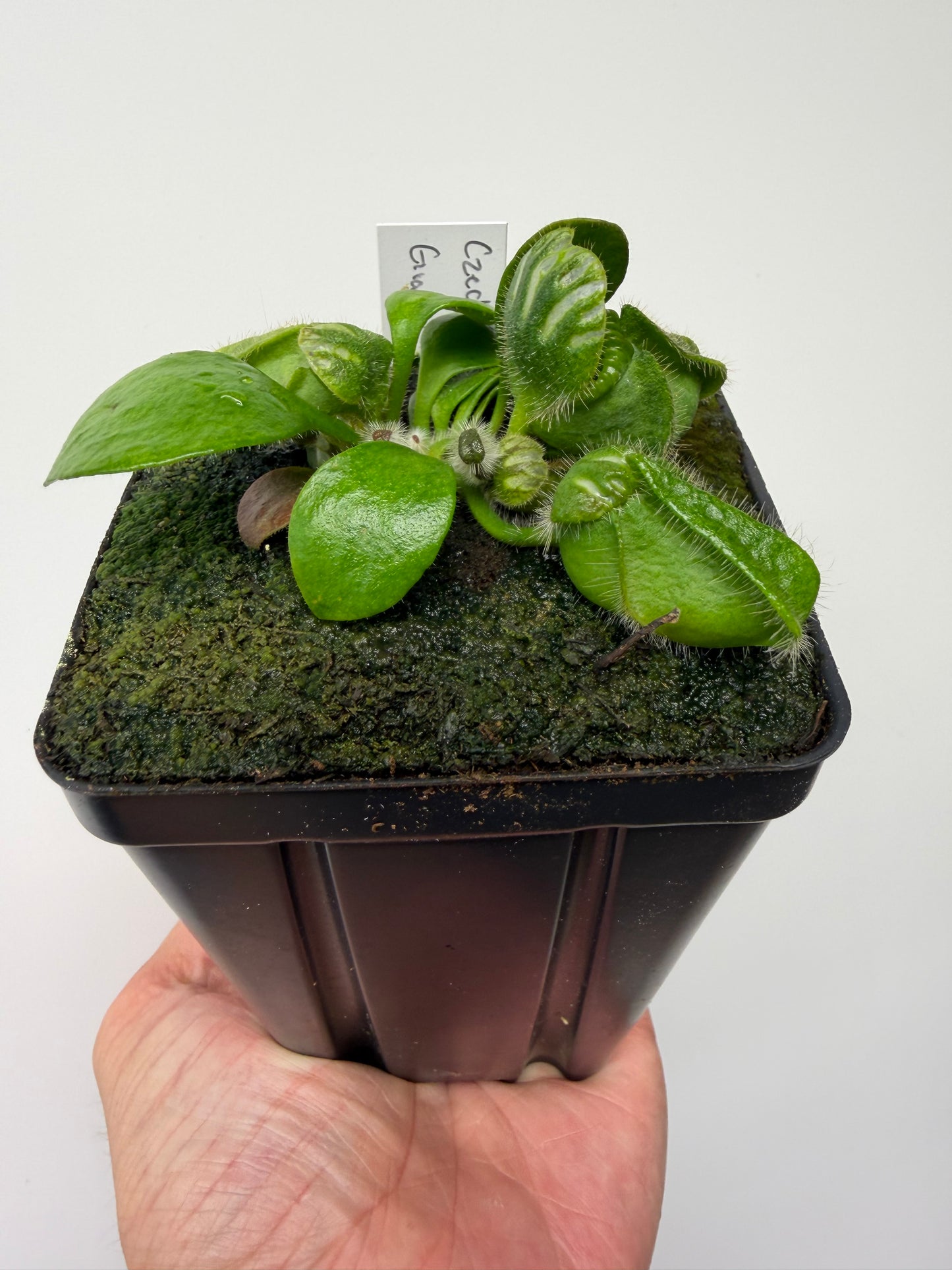 Cephalotus follicularis “Czech Giant”