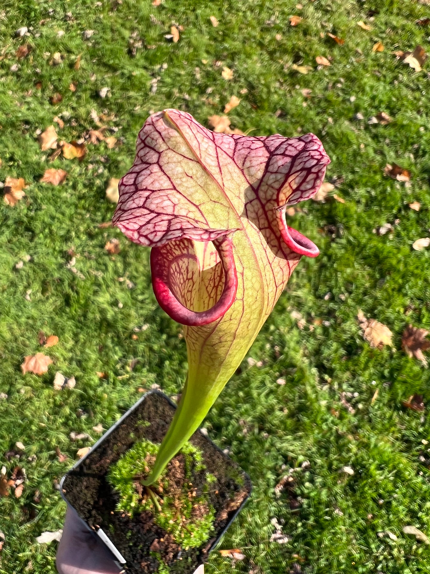 Sarracenia ‘Hot Lips’ x ‘Adrian Slack’ - Seed Grown (LC)