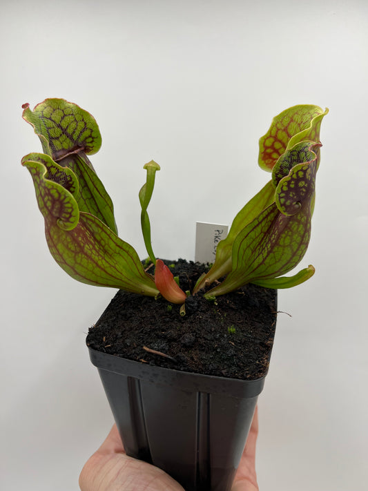 Sarracenia purpurea ssp. purpurea (Pike County, PA) - *Rare* - Seed Grown #2