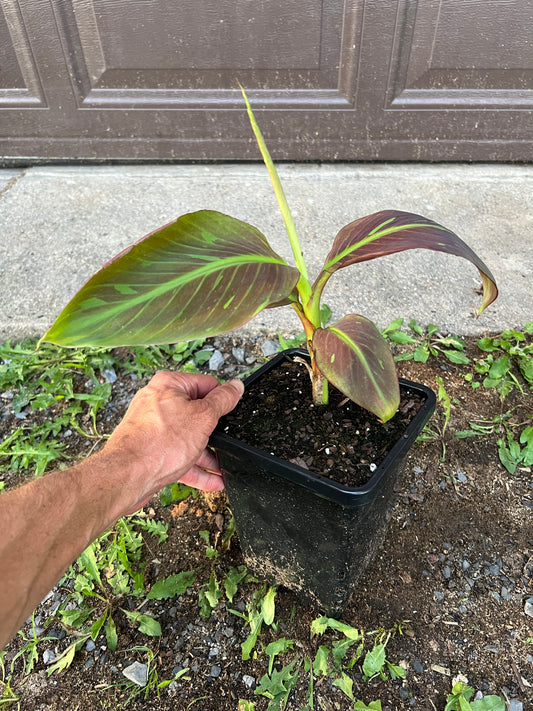 Musa ‘Siam Ruby’
