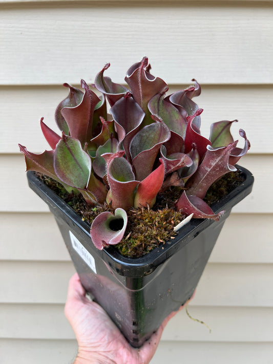 Heliamphora ciliata - Fresh Division (C)