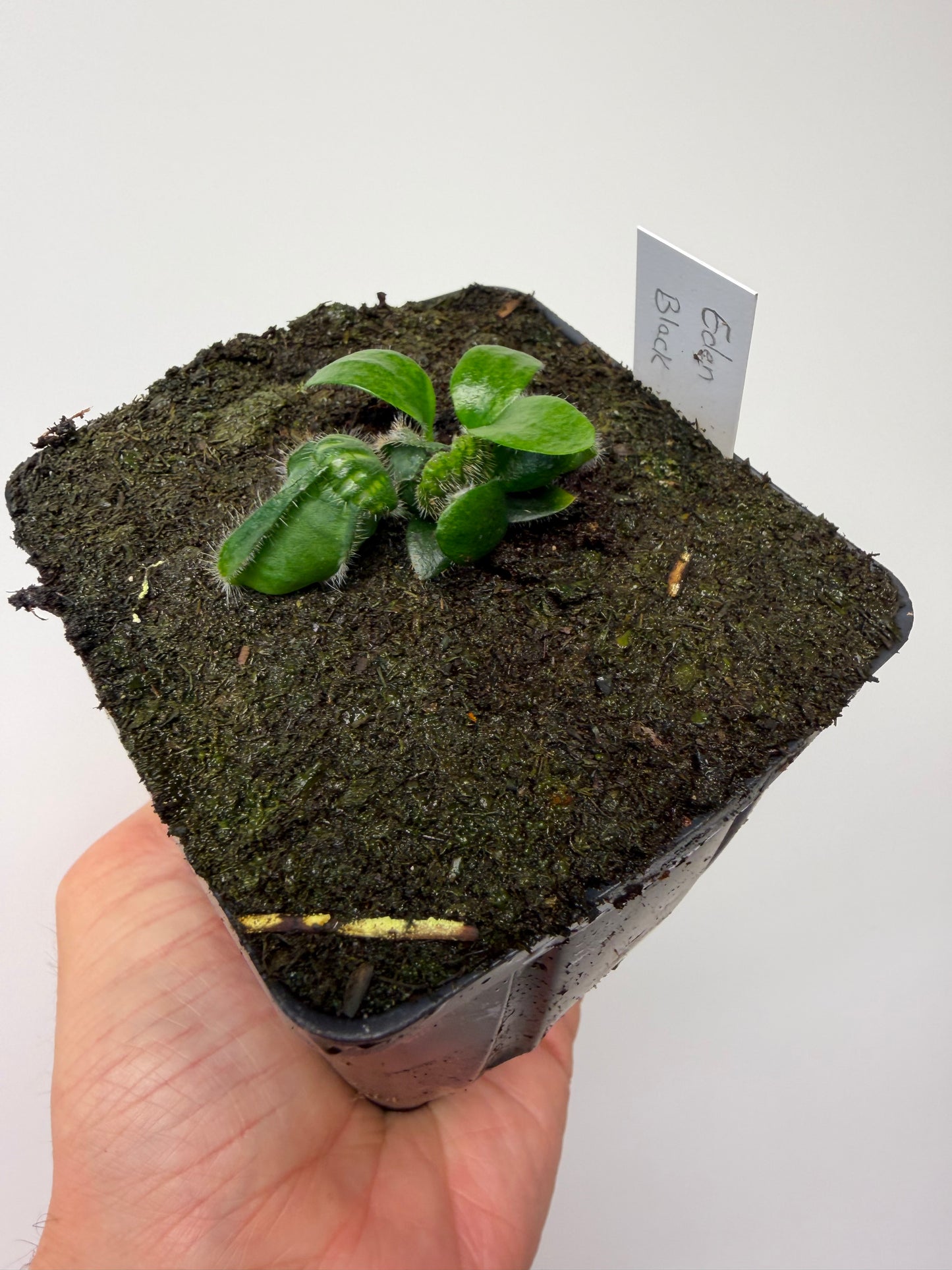 Cephalotus follicularis ‘Eden Black’ - *Rare* (7)