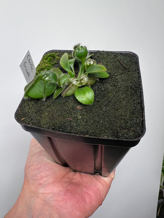 Cephalotus follicularis “Czech Giant”