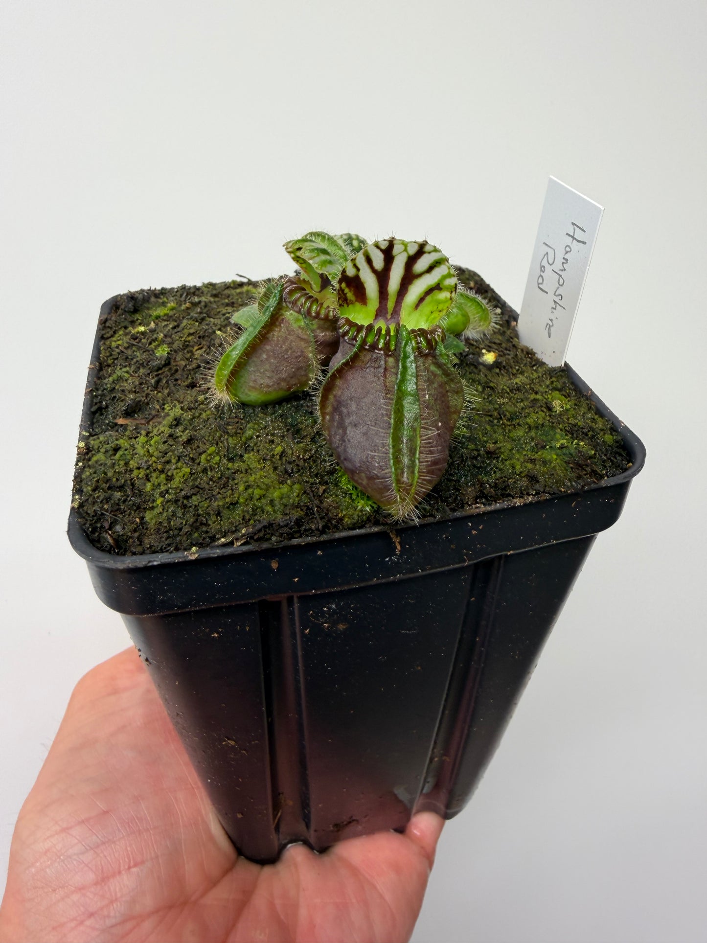 Cephalotus follicularis “Hampshire Red”