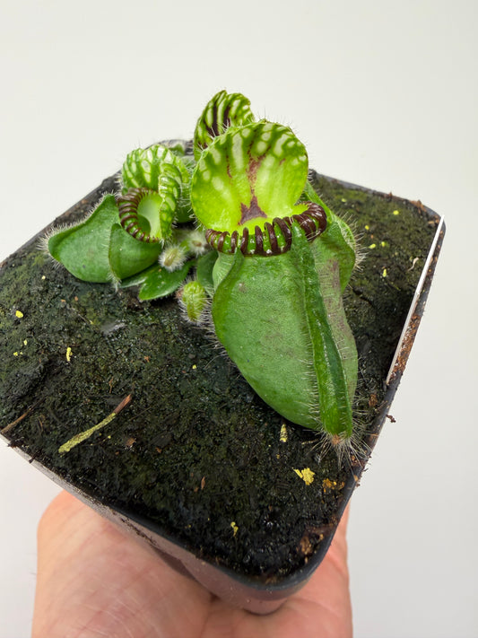Cephalotus follicularis “Broke Inlet” (2)