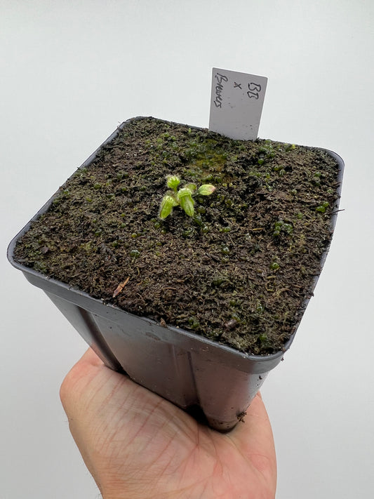 Cephalotus follicularis “Brewers Beauty” x “Brewers”