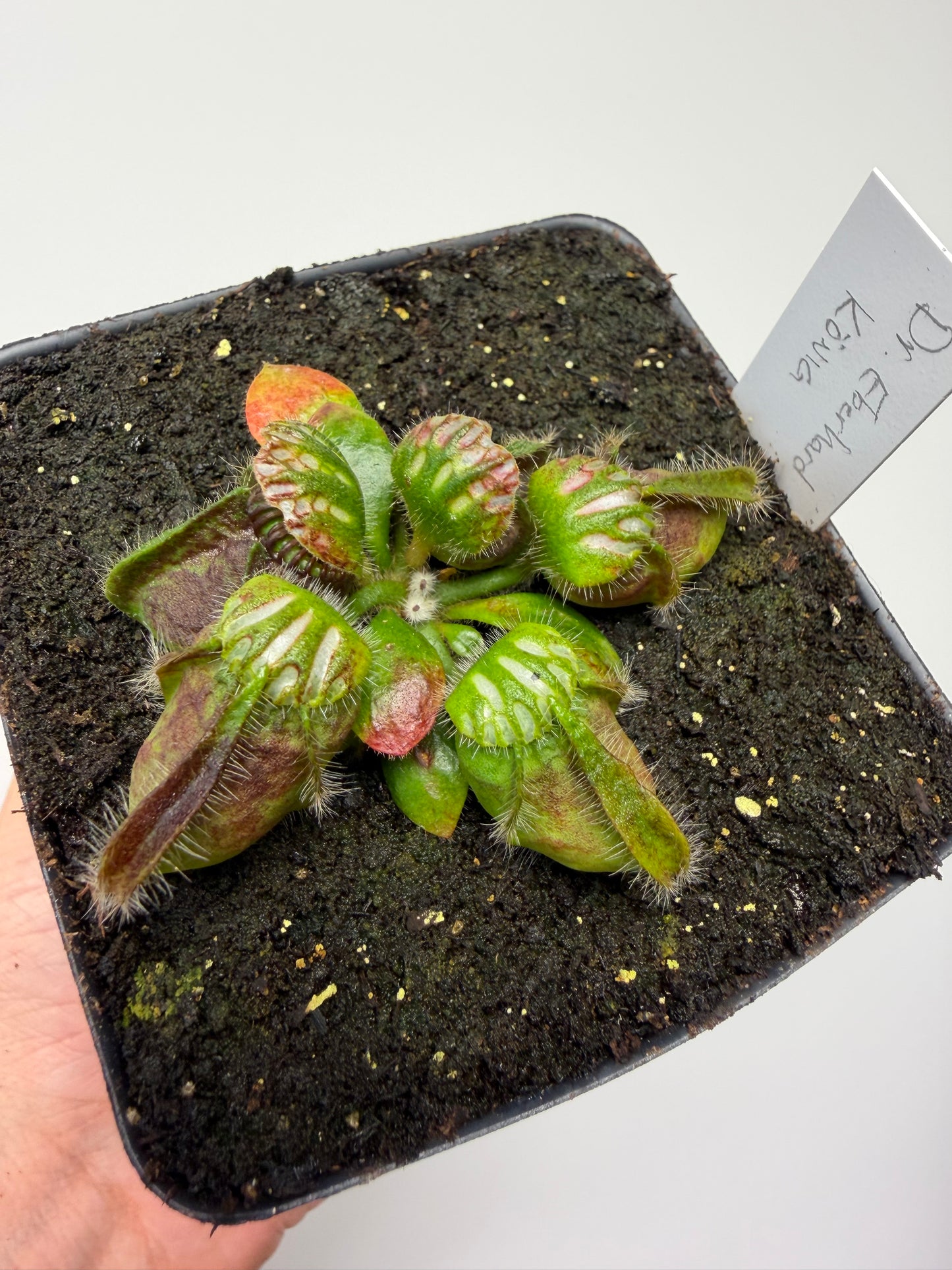 Cephalotus follicularis “Dr. Eberhard König”