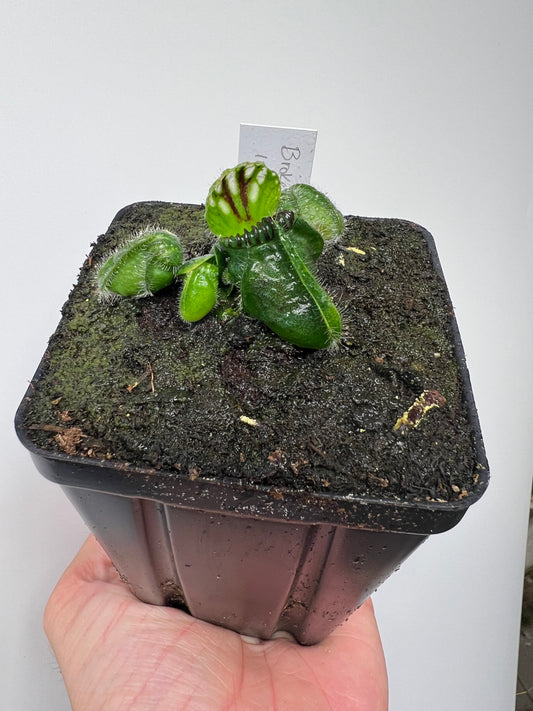 Cephalotus follicularis “Broke Inlet”
