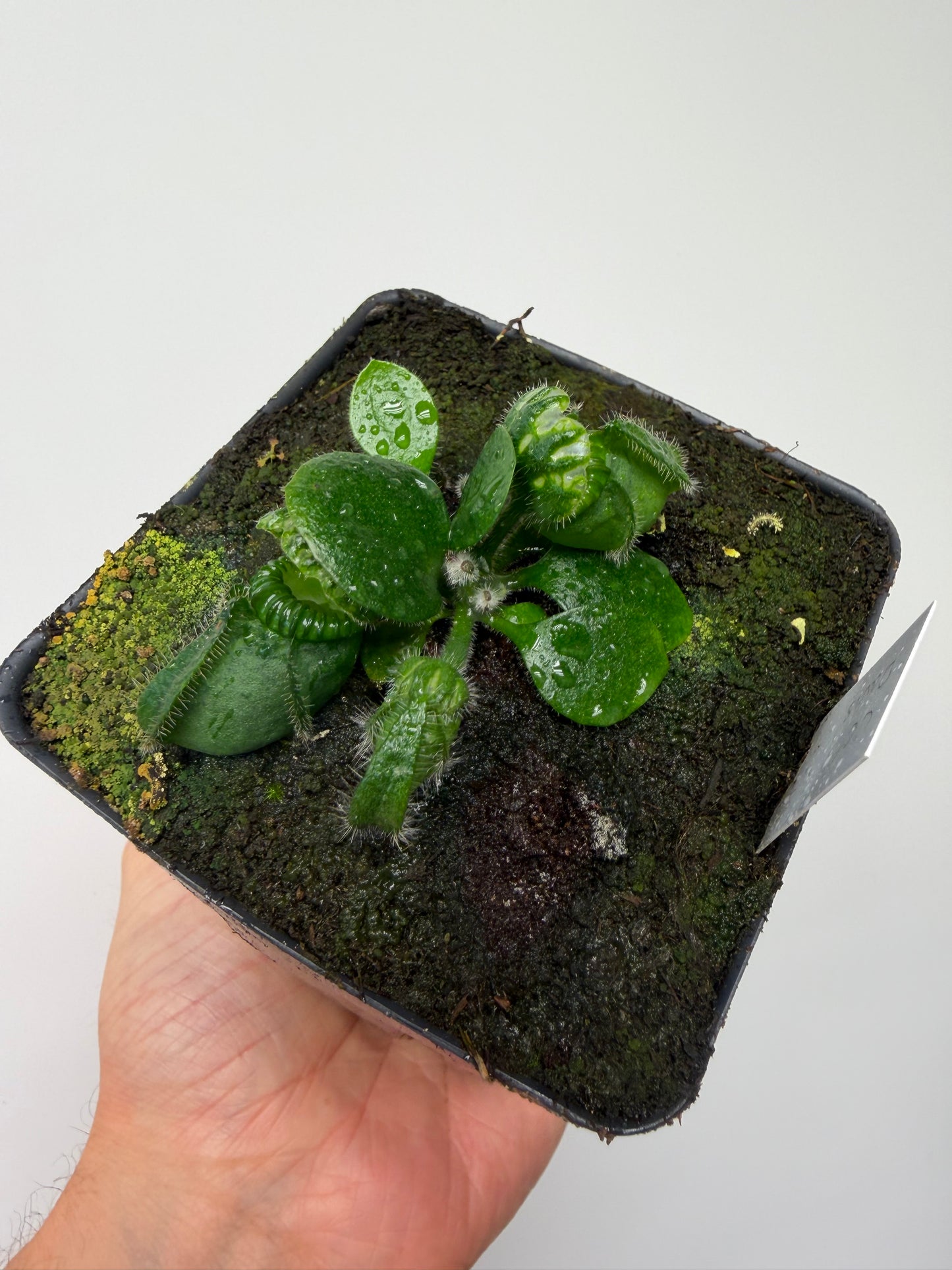Cephalotus follicularis “UC Davis”