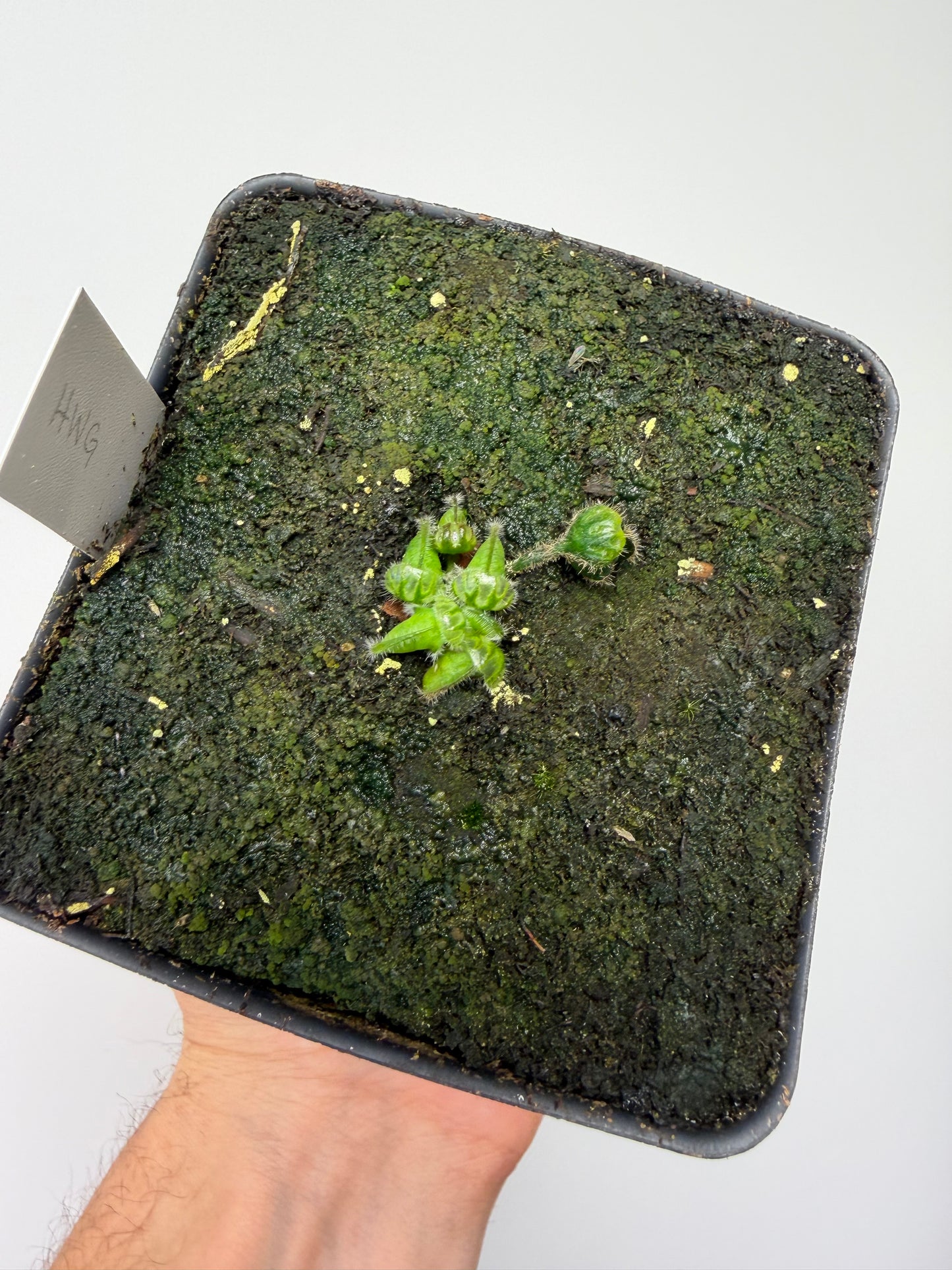 Cephalotus follicularis “Harald Weiner Giant” (aka True Giant) - *Rare*