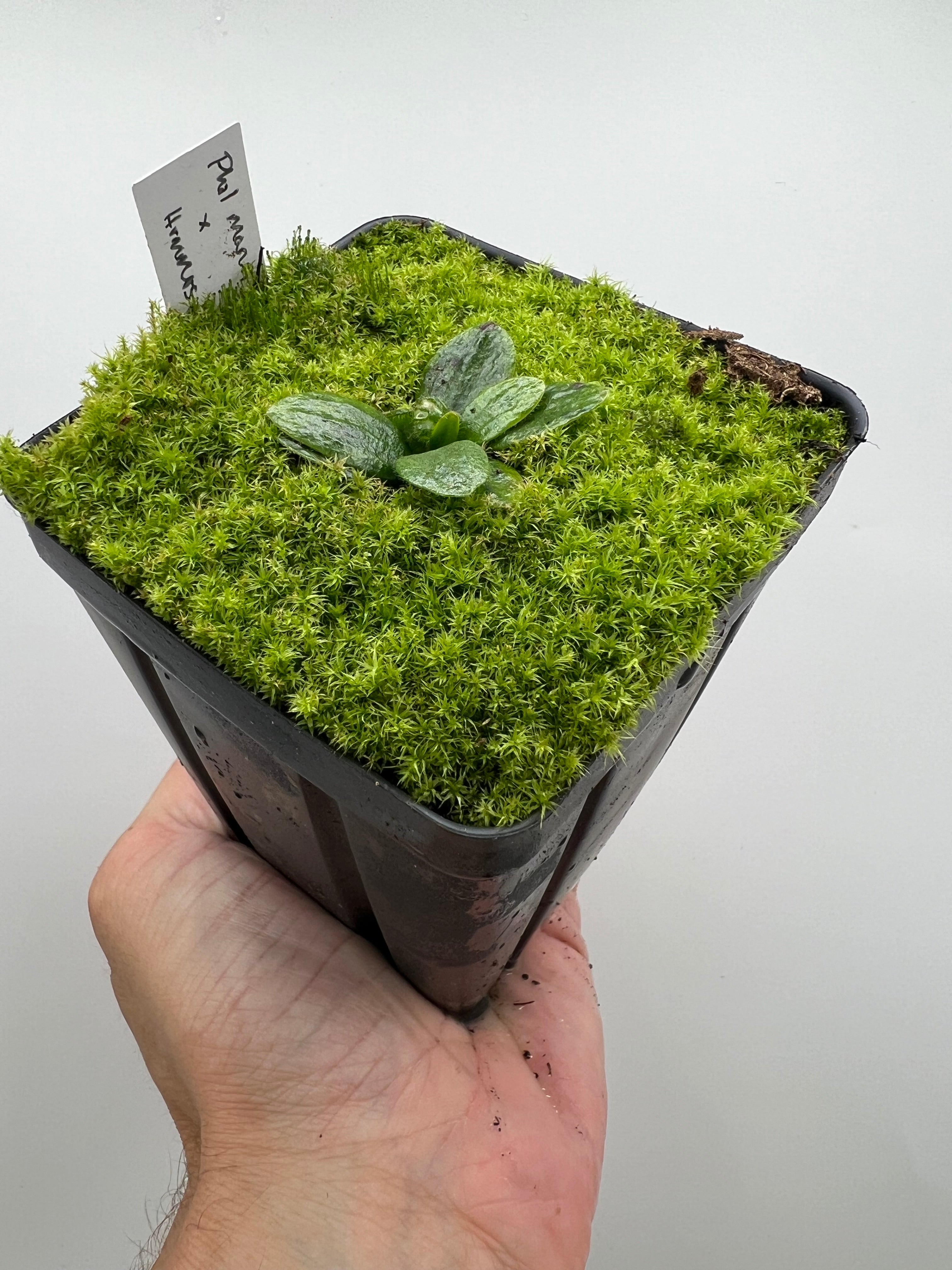 cephlotus Hummer'sGiant BCP 選別No.1 Cephalotus follicularis “Phil Mann” x “Hummers Giant