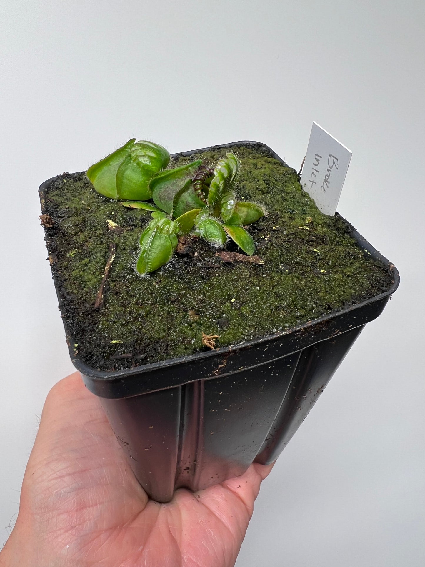 Cephalotus follicularis “Broke Inlet” (4)