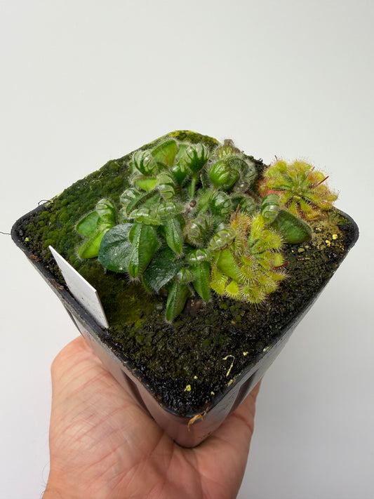 Cephalotus follicularis “UC Davis” #2