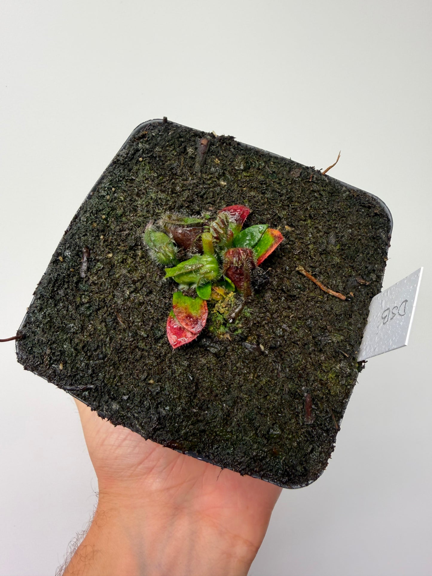 Cephalotus follicularis “David Švarc Black” - *Rare* (9)