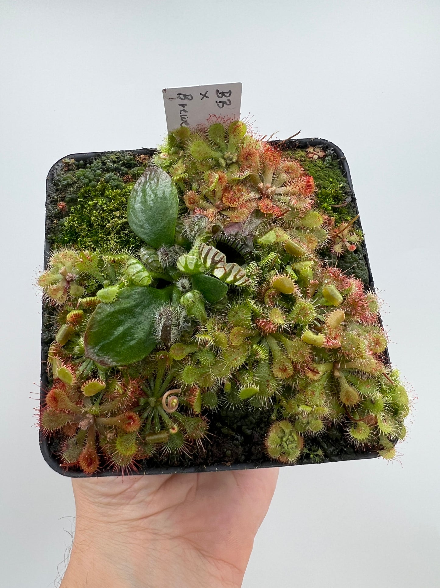 Cephalotus follicularis “Brewers Beauty” x “Brewers”