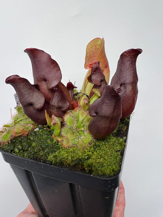 Sarracenia purpurea ssp. venosa (Brunswick Co, NC x Carteret Co, NC)  - Seed Grown #6