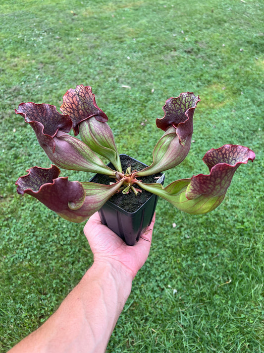 Sarracenia purpurea ssp. purpurea “Special” #9