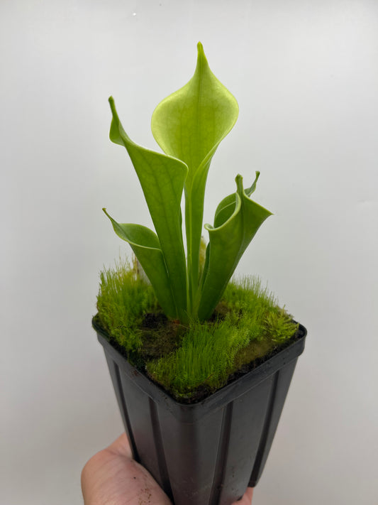 Heliamphora tatei (Cerro Duida)
