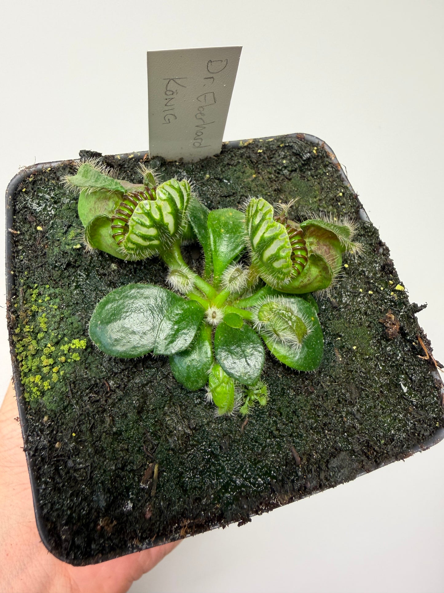 Cephalotus follicularis “Dr. Eberhard König”