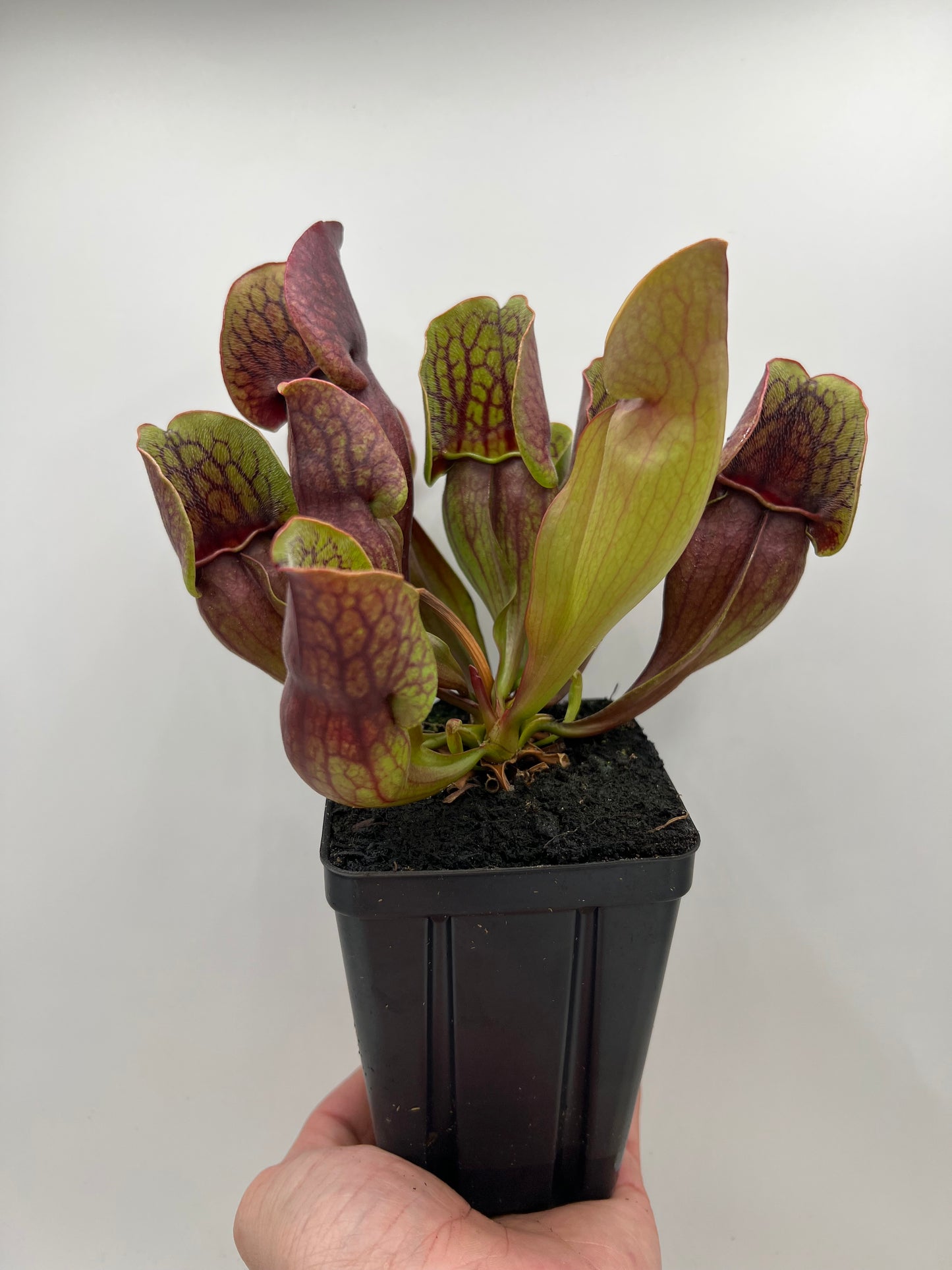 Sarracenia purpurea ssp. purpurea (Centre Co, PA) - Seed Grown #105