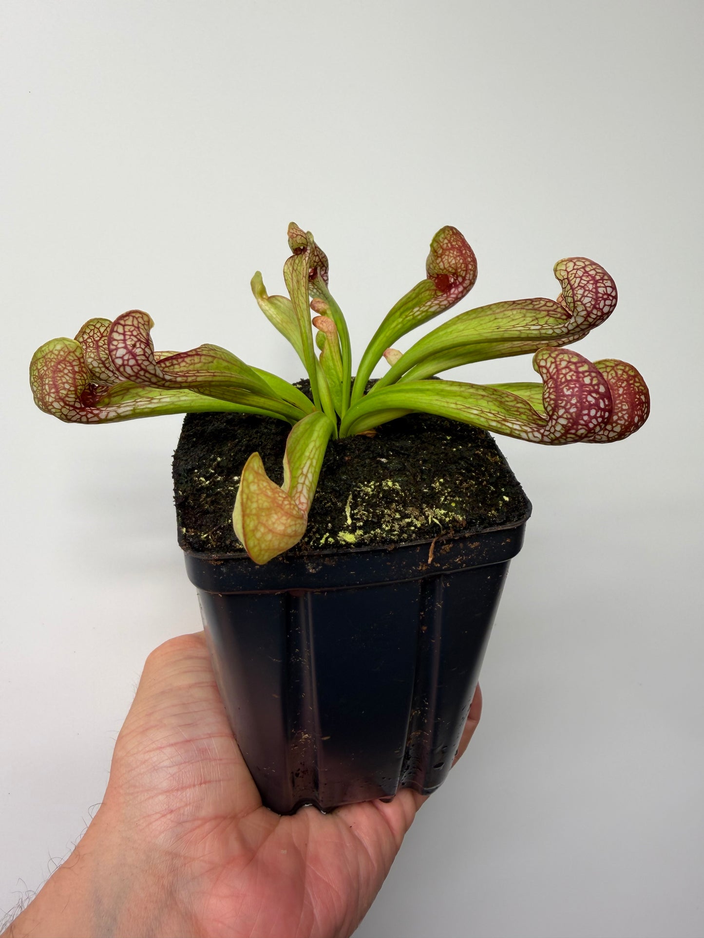 Sarracenia psittacina - “Turkey Hen Creek” - Seed Grown (1)
