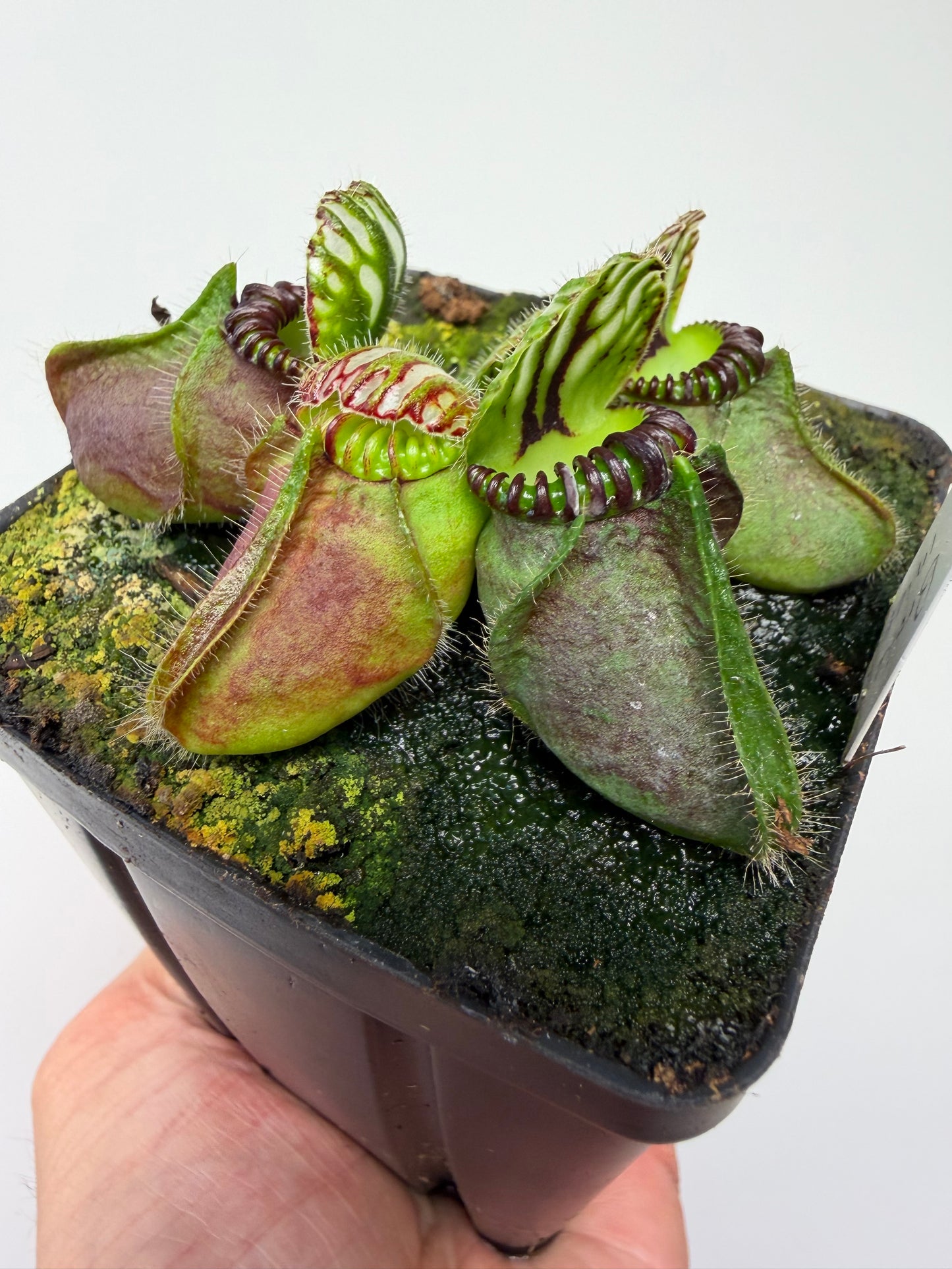 Cephalotus follicularis “Broke Inlet” (6)