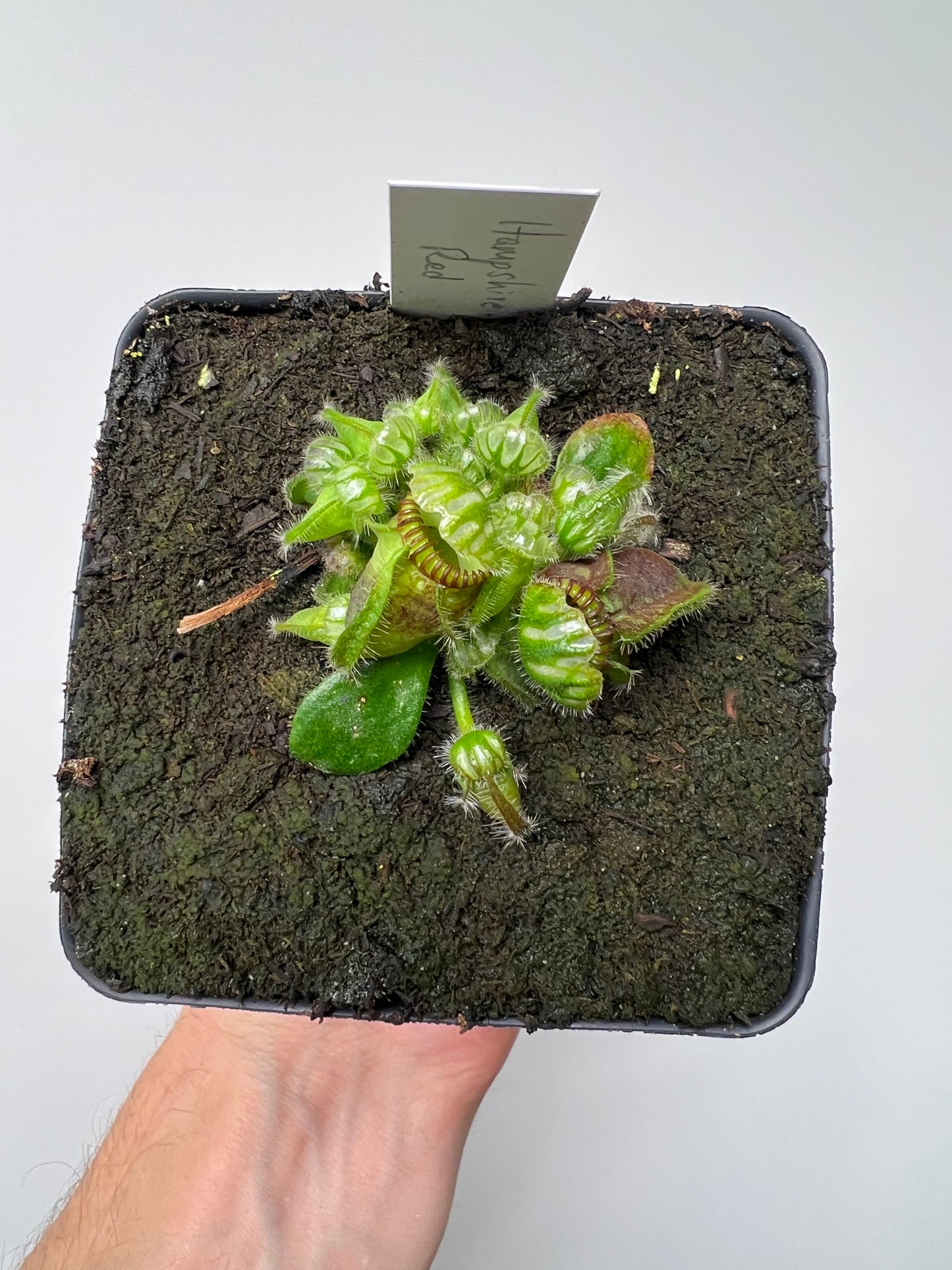 Cephalotus follicularis “Hampshire Red”