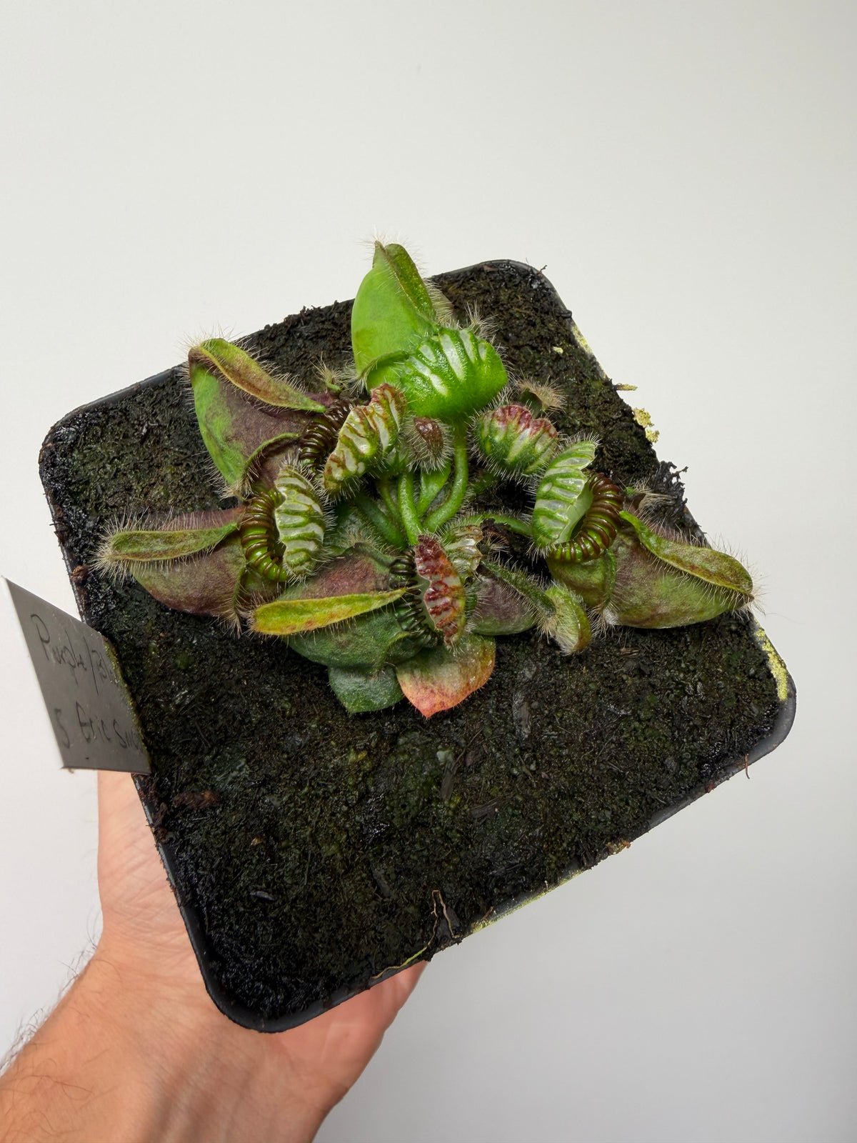 Cephalotus follicularis “Purple/Black” - Eric Smooth #5
