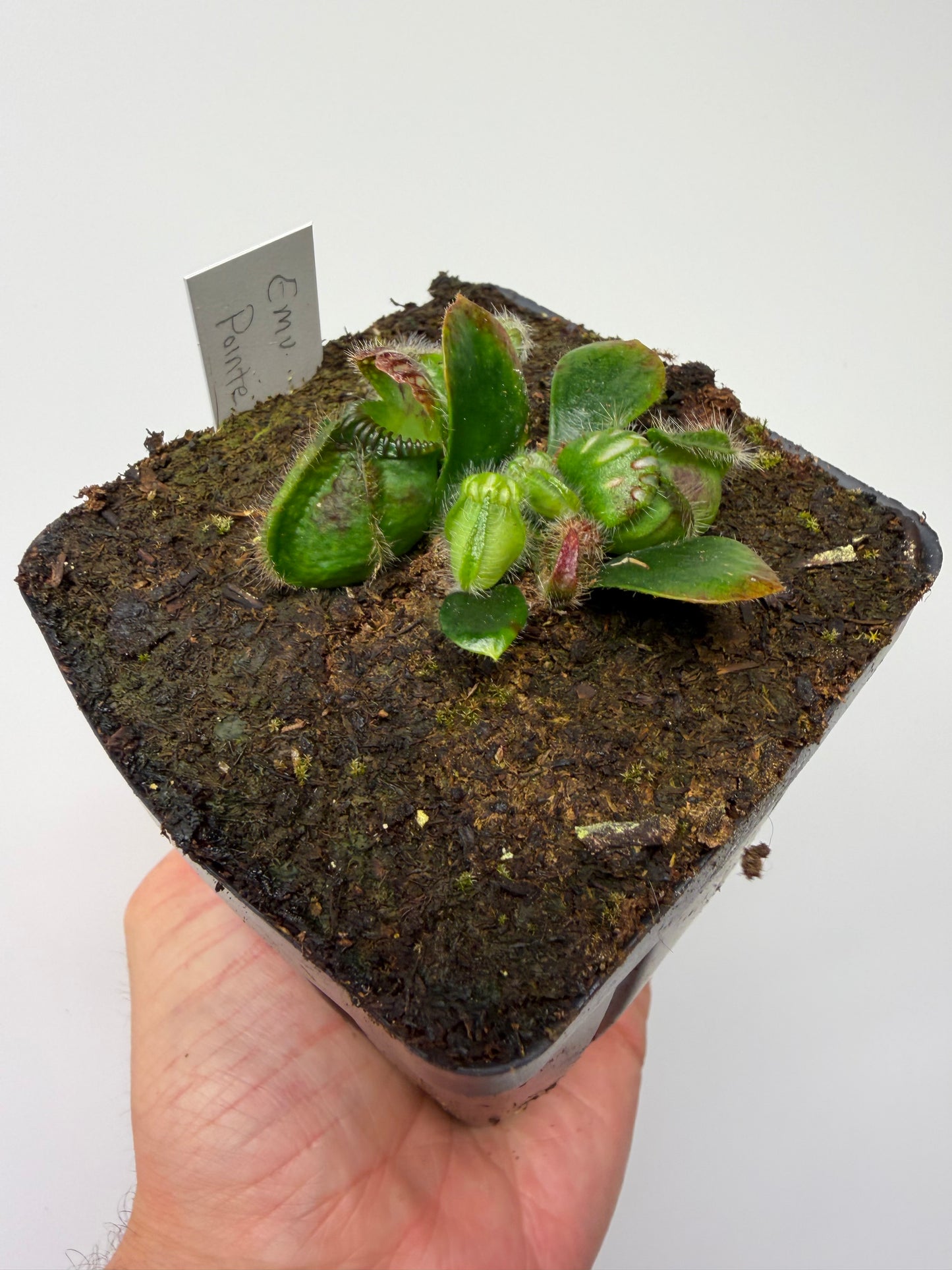 Cephalotus follicularis “Emu Pointe”