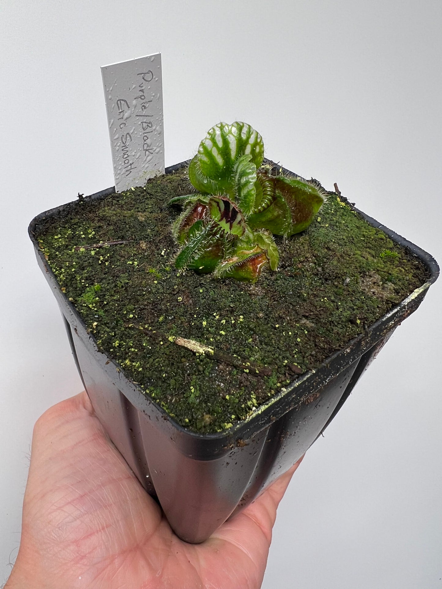 Cephalotus follicularis “Purple/Black” - Eric Smooth