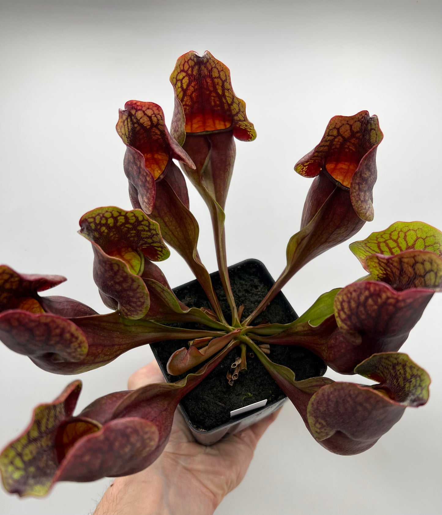 Sarracenia purpurea ssp. purpurea (Centre Co, PA) - Seed Grown #97