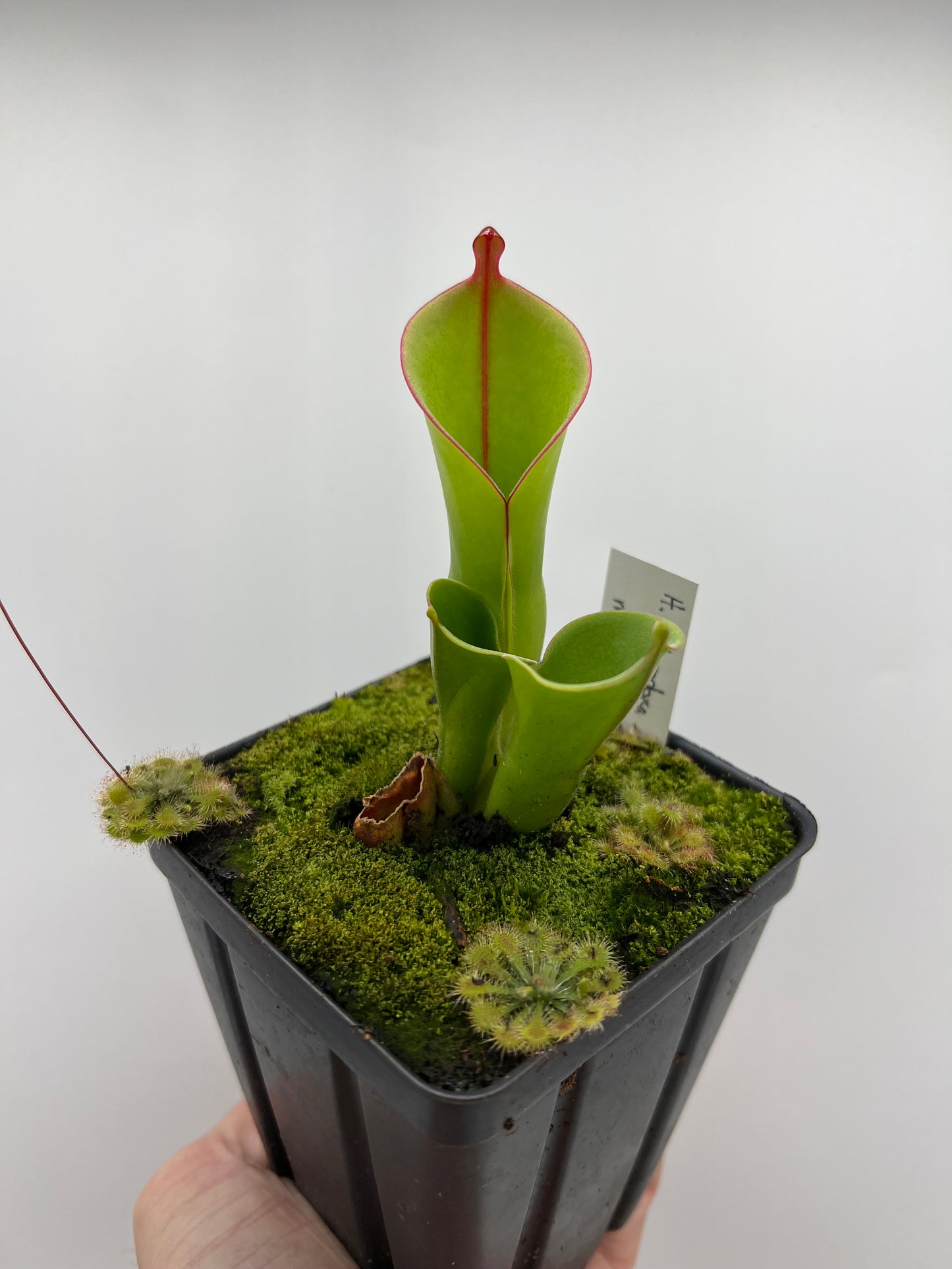 Heliamphora heterodoxa x minor