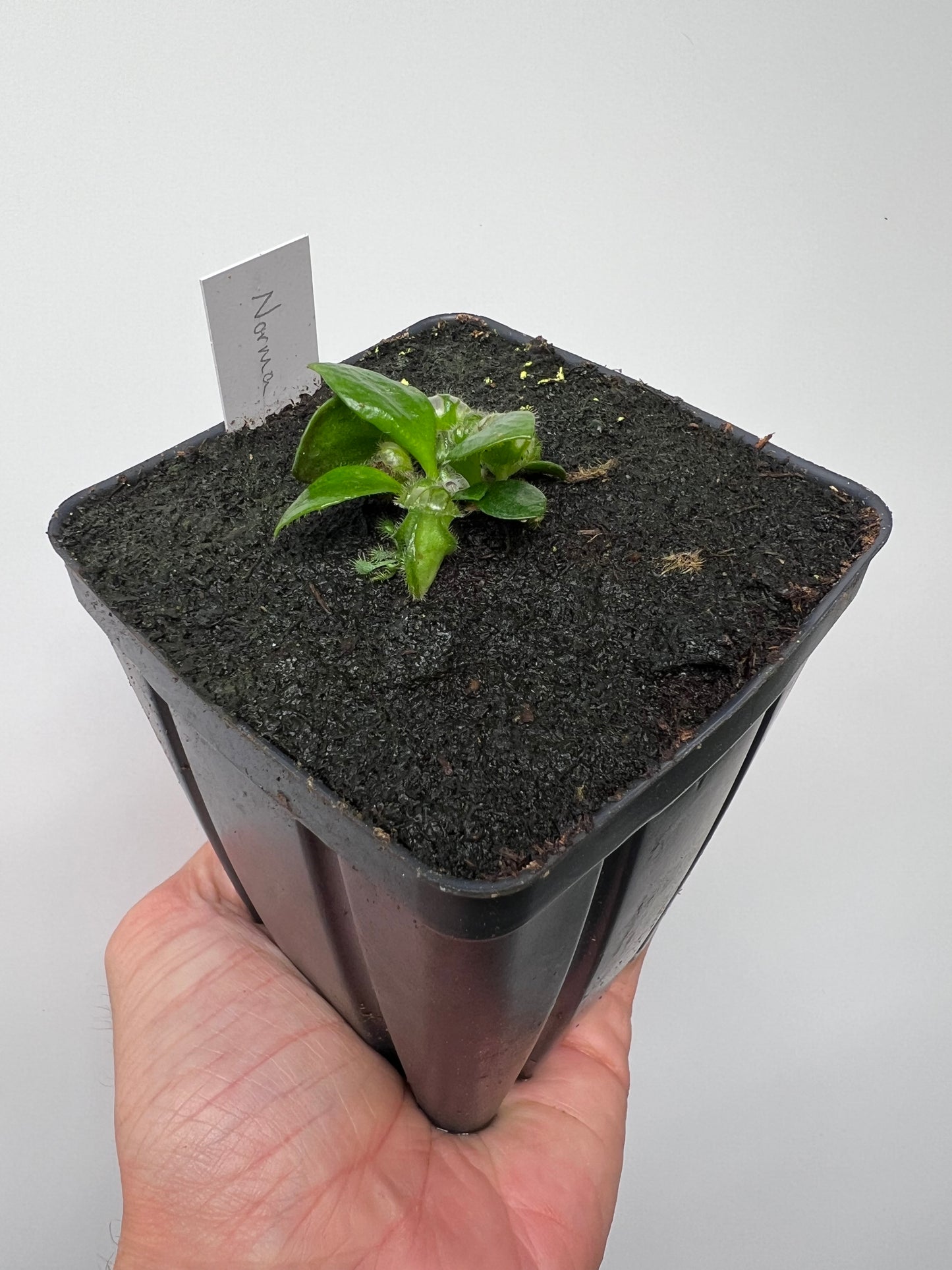 Cephalotus follicularis “Norma”