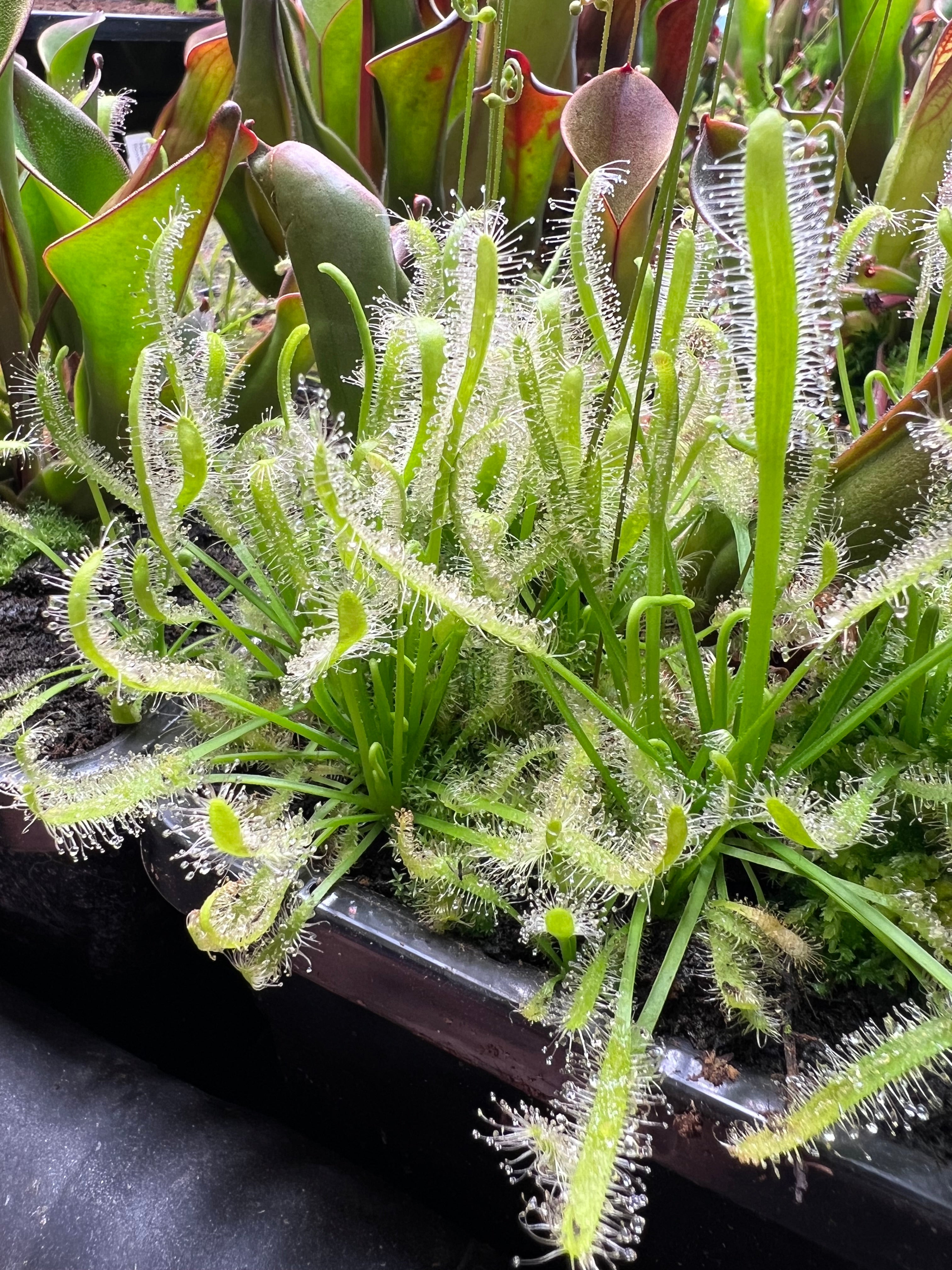 Drosera capensis ‘Albino’ (White Flower)