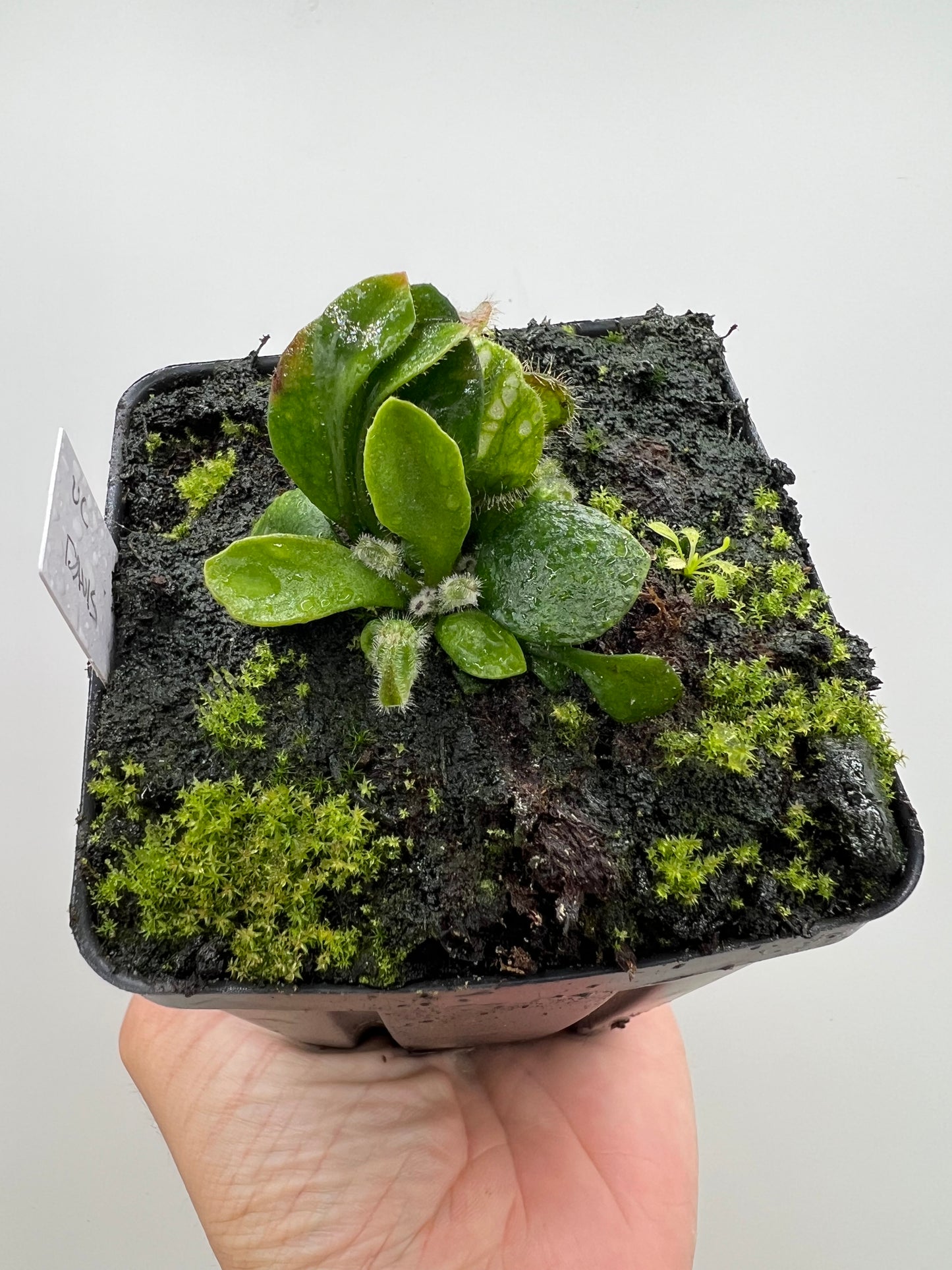 Cephalotus follicularis “UC Davis”