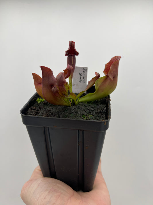 Sarracenia purpurea ‘Brunswick Beauty’ - True Cultivar