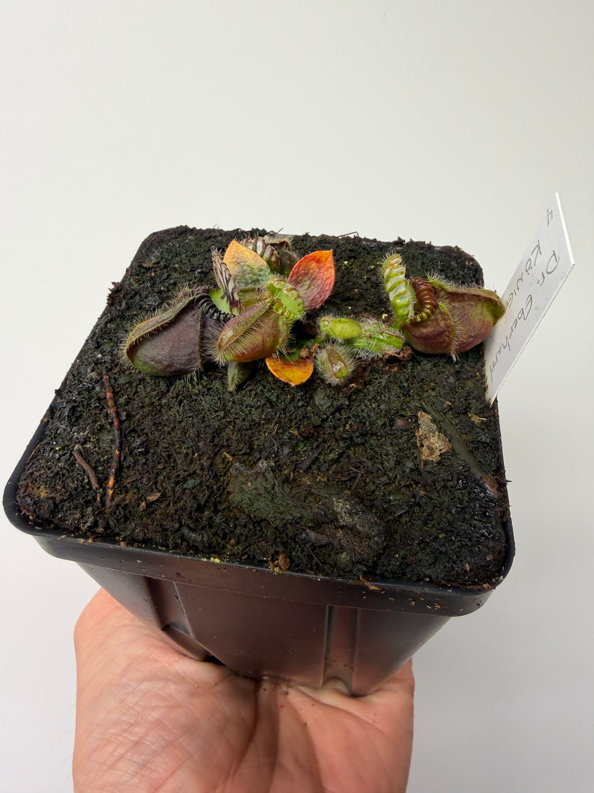 Cephalotus follicularis “Dr. Eberhard König” #4