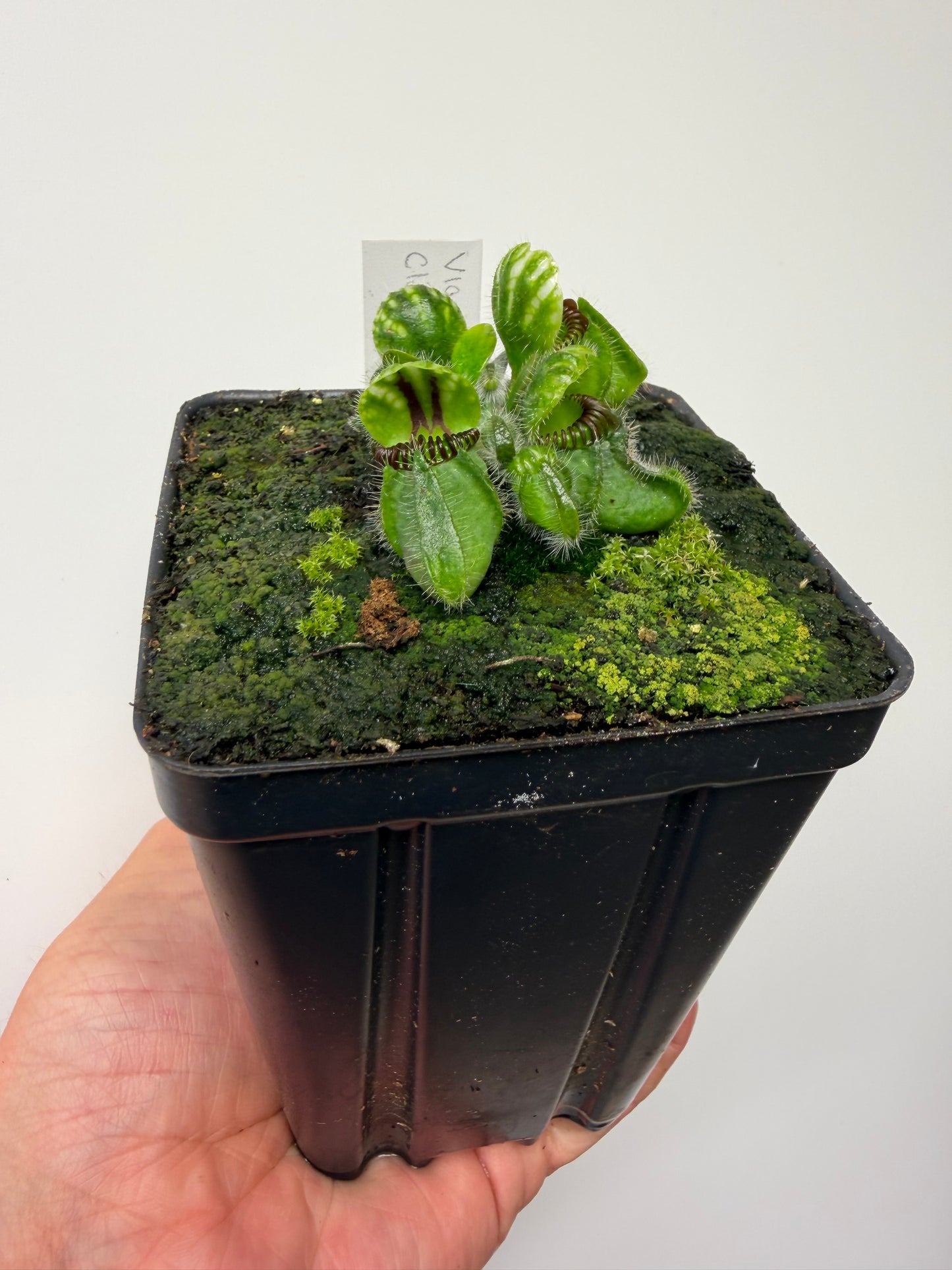 Cephalotus follicularis “Vigorous Clumping” - Stephen Morley