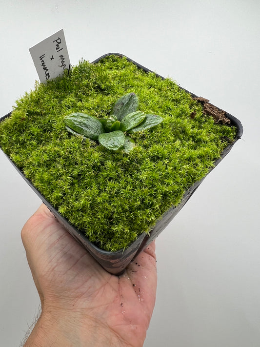 Cephalotus follicularis “Phil Mann” x “Hummers Giant”