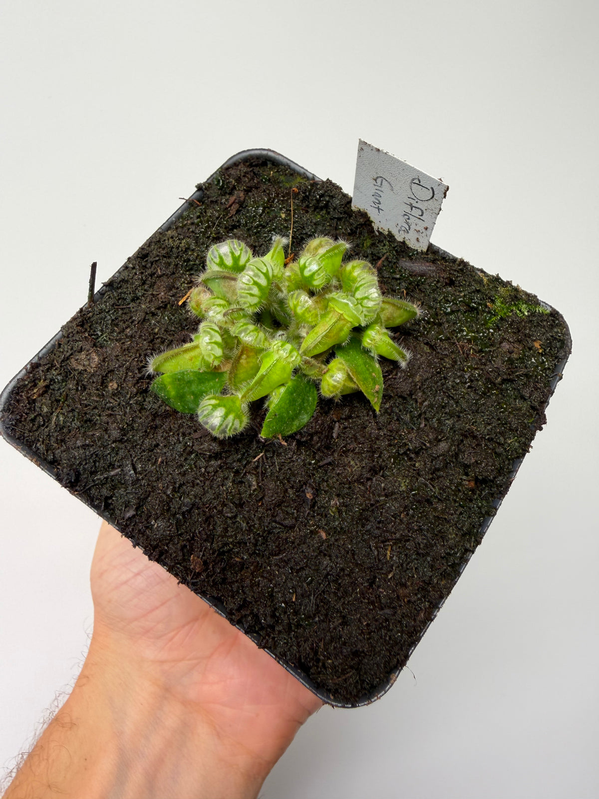 Cephalotus follicularis “Diflora giant” - *Rare*