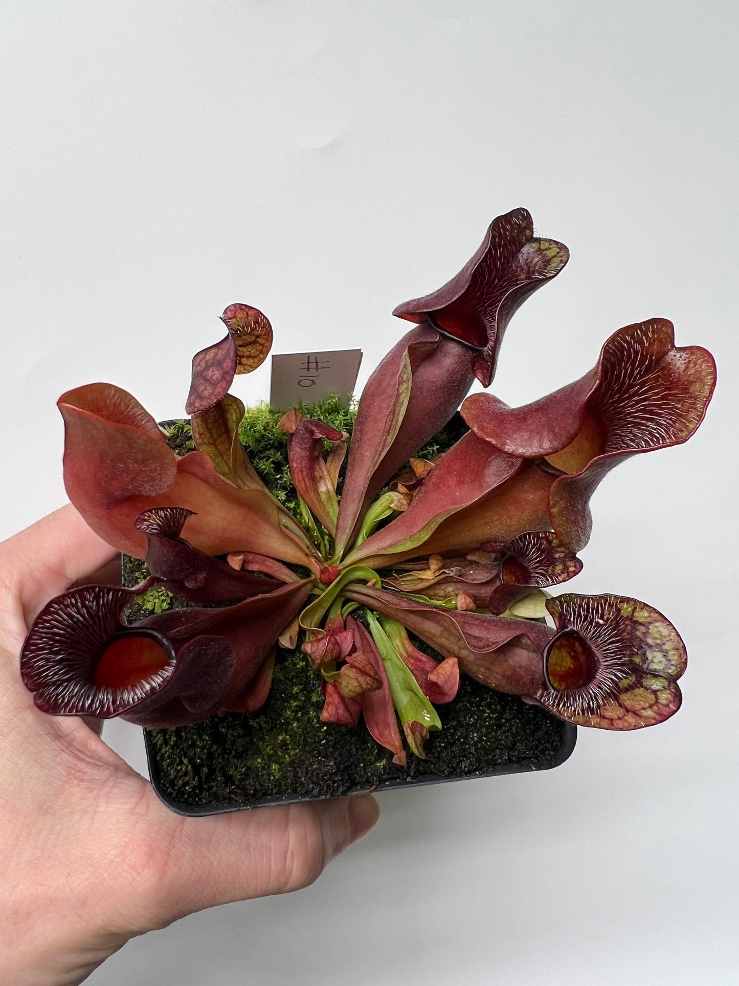 Sarracenia purpurea ssp. venosa (Brunswick Co, NC x Carteret Co, NC)  - Seed Grown #10
