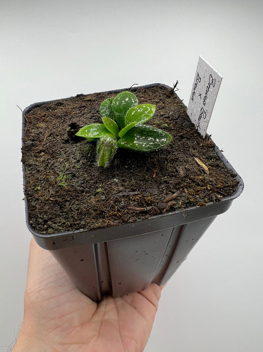 Cephalotus follicularis “Brewers Beauty” x “Brewers”