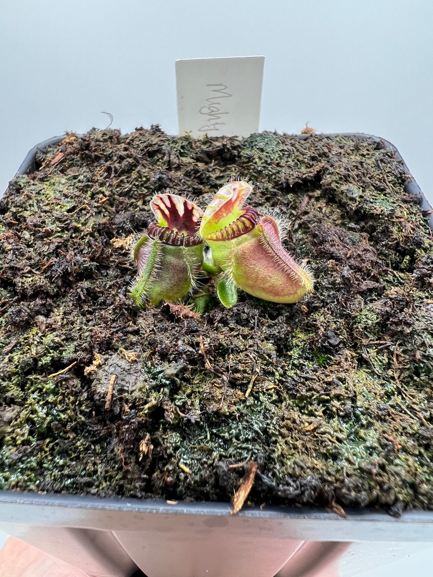 Cephalotus follicularis “Mighty Midget” - *Rare*