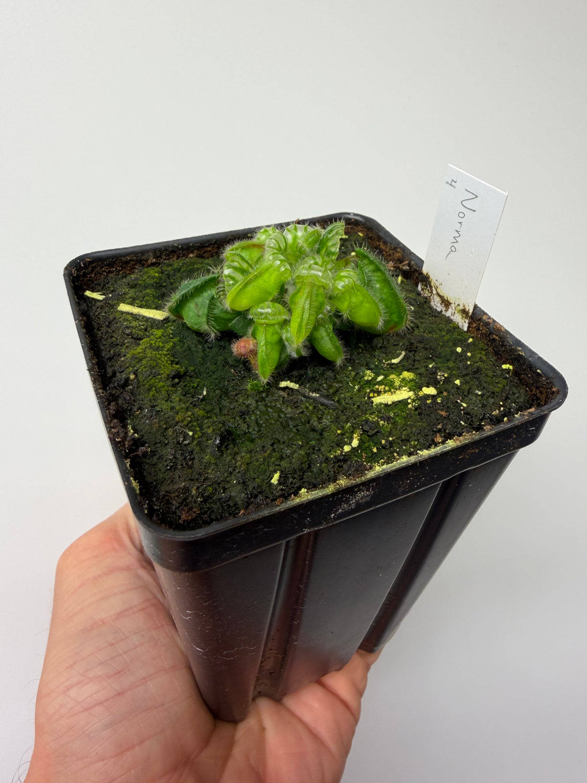 Cephalotus follicularis “Norma” #4