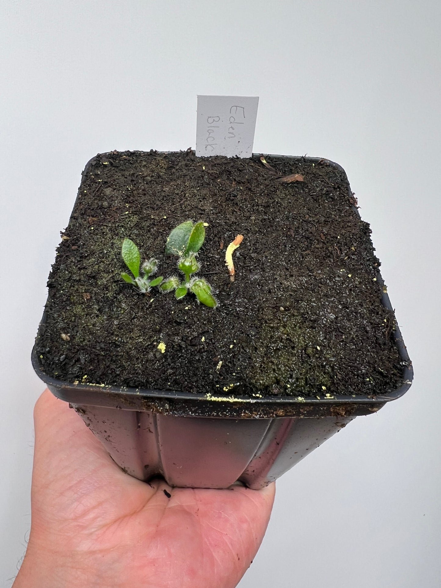 Cephalotus follicularis ‘Eden Black’ - *Rare* (small)