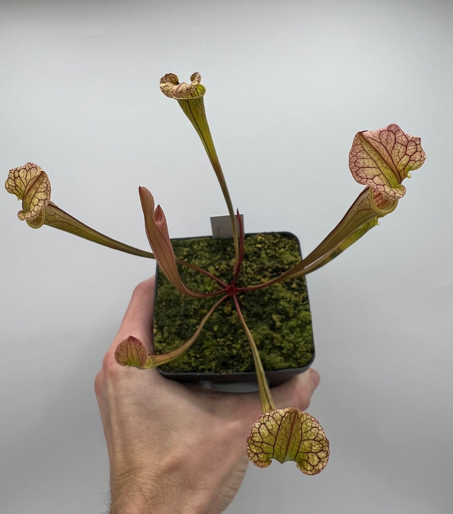 Sarracenia flava var. rubricorpora x “Strawberry Milkshake” - Seed Grown #8