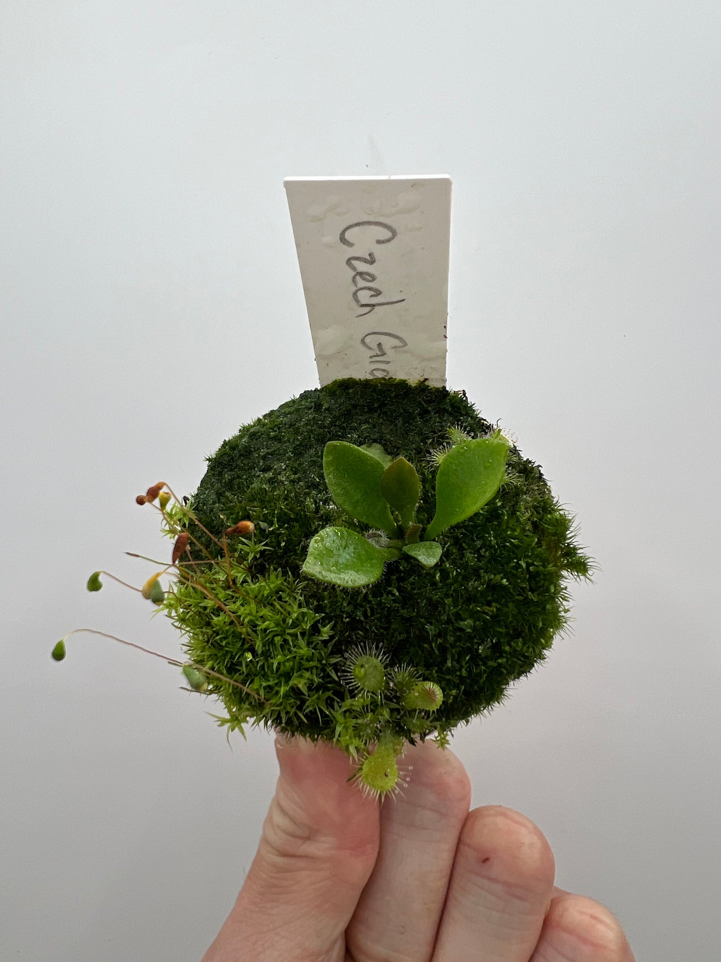 Cephalotus follicularis “Czech Giant”