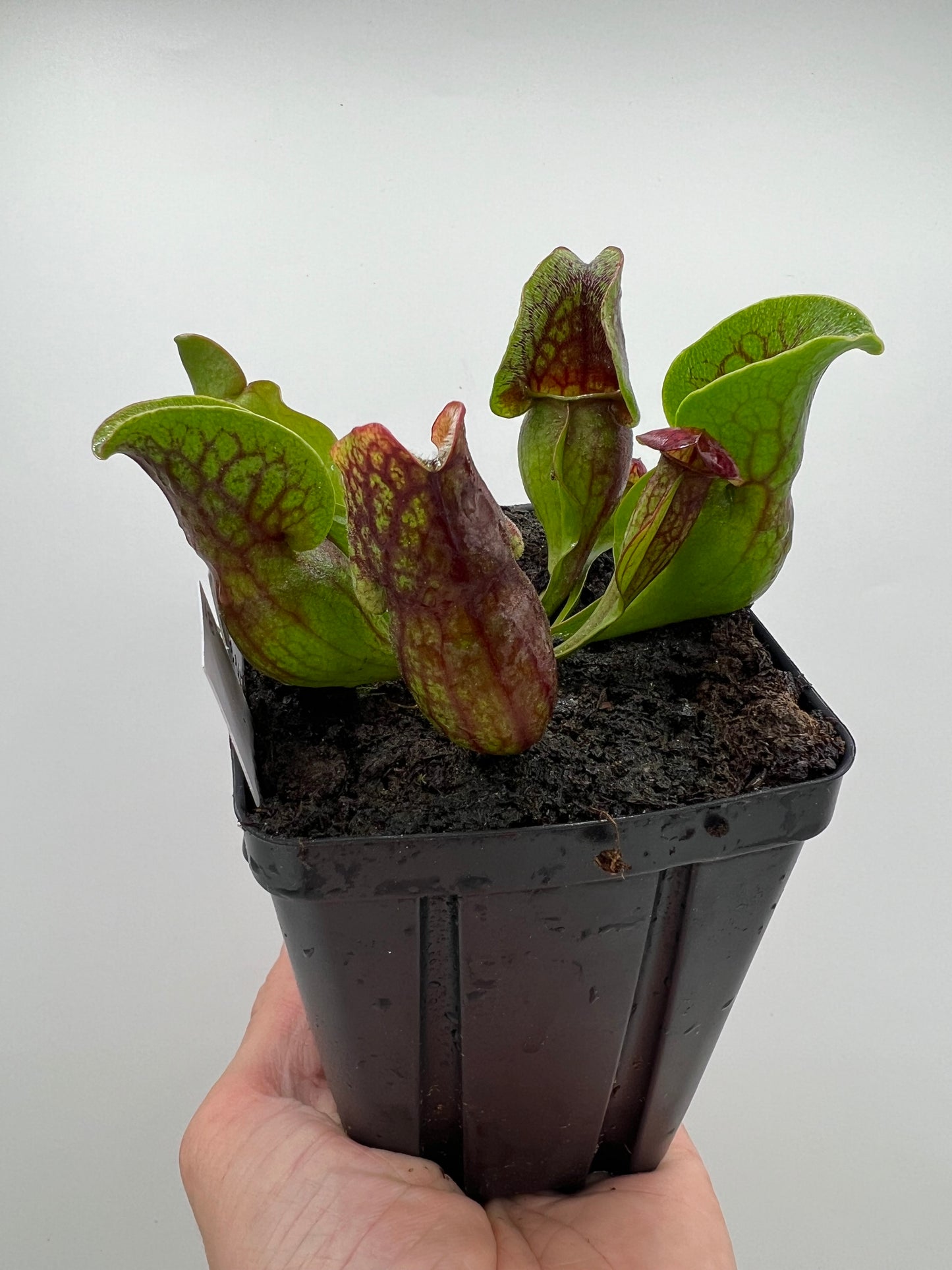 Sarracenia purpurea ssp. purpurea (Centre Co, PA) x (Ocean Co, NJ) - Seed Grown #18