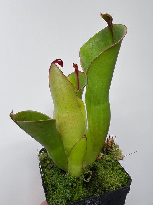 Heliamphora heterodoxa x minor