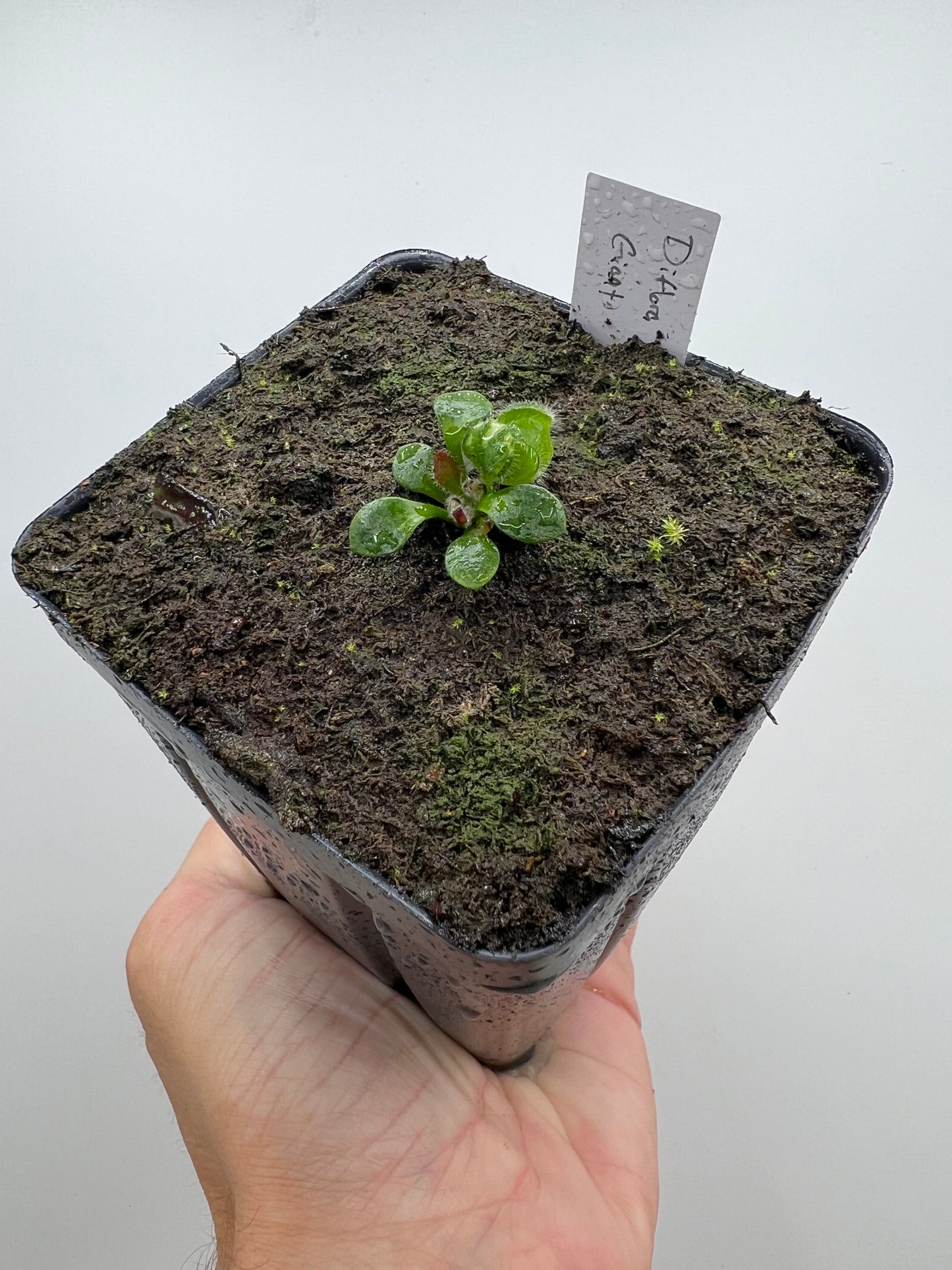 Cephalotus follicularis “Diflora giant”